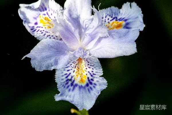 高清摄影 一张植物上花朵的特写照片