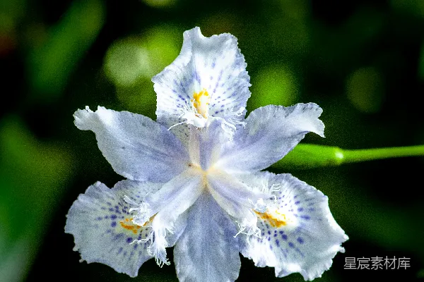 高清摄影 一朵白色和蓝色相间的花坐落在郁郁葱葱的绿色田野上。