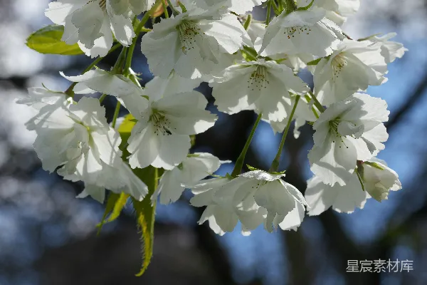 高清摄影 一簇白花在树枝上