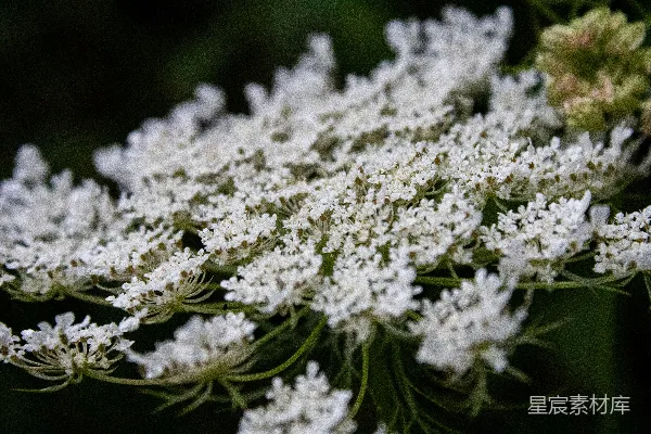 高清摄影 一株植物上一朵白色的花的特写。