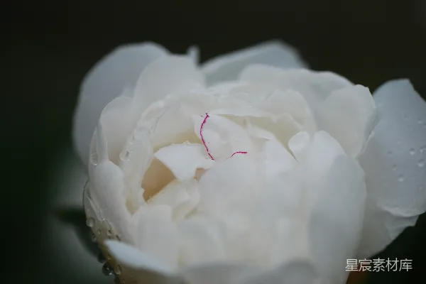 高清摄影 一朵带水珠的白花