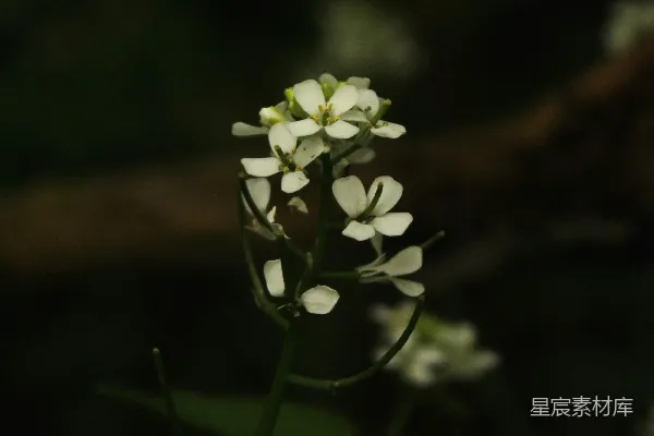 高清摄影 一朵白色的小花，背景中有绿色的叶子。