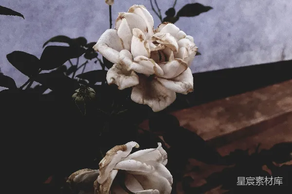 高清摄影 白花在棕色木桌上