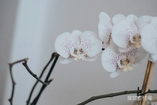 高清摄影 一枝白花的特写