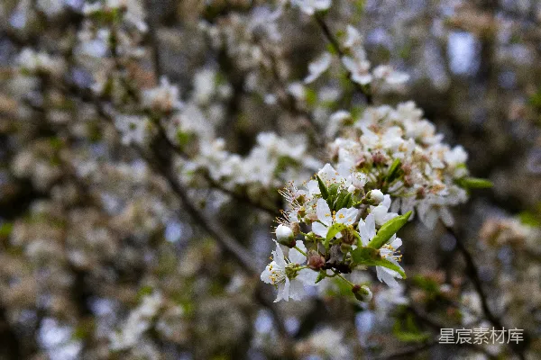 高清摄影 白花在树枝上绽放。