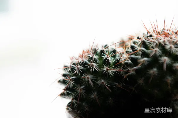 高清摄影 绿色仙人掌的特写摄影