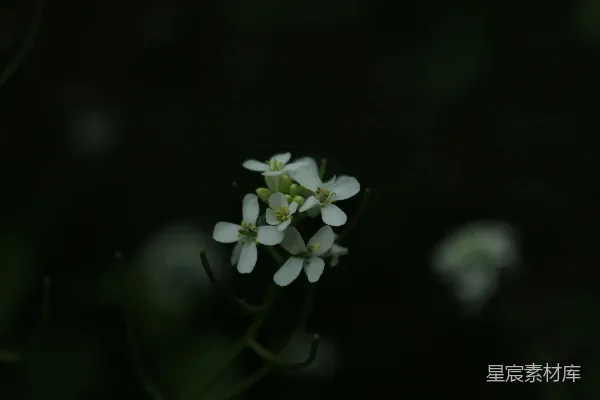 高清摄影 一朵特写的白色小花。