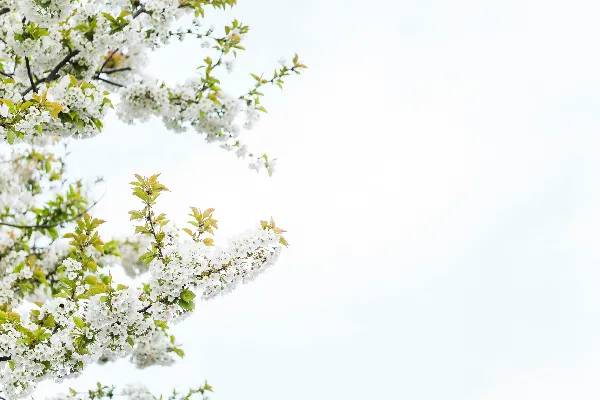 高清摄影 一棵开白花的绿叶树