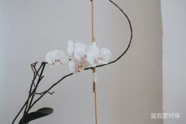 高清摄影 一个装有花朵的花瓶放在桌子上。