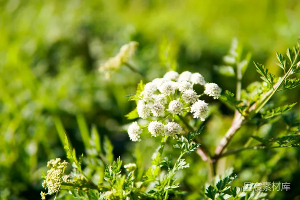 高清摄影 白花在茂密的绿植中绽放。