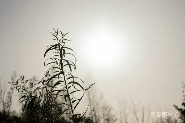 高清摄影 一张植物的特写照片