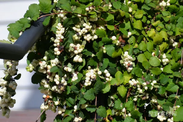 高清摄影 一张植物的特写图片