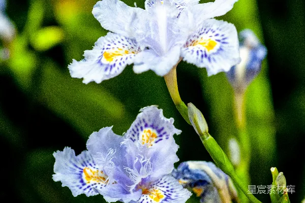 高清摄影 一群蓝色的花朵坐落在郁郁葱葱的绿色田野上