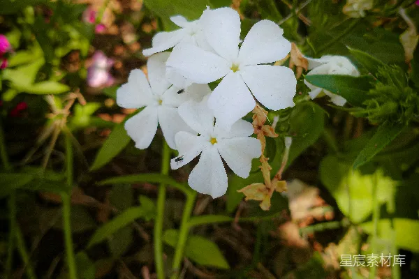 高清摄影 一簇白色的花在草地上。