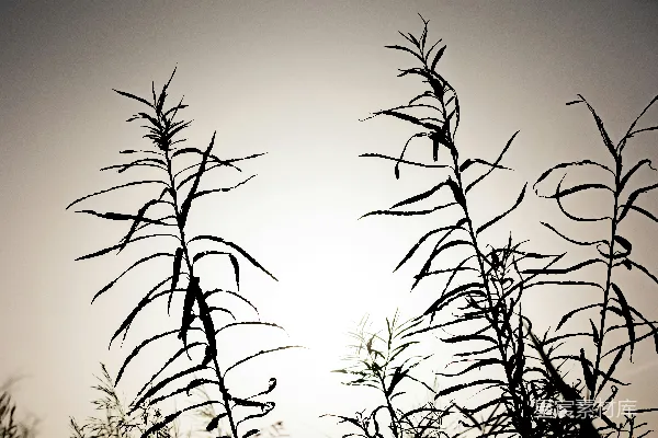 高清摄影 一组树木