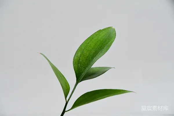 高清摄影 一棵绿色的植物，背景是白色。