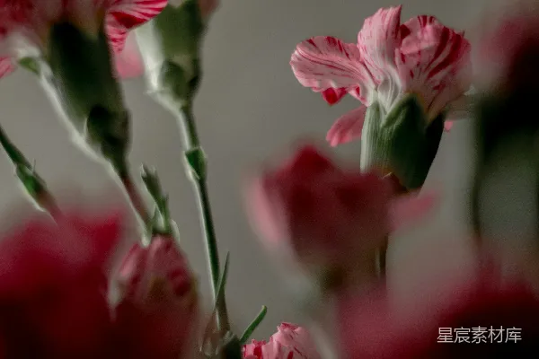 高清摄影 一束粉色的花插在花瓶里