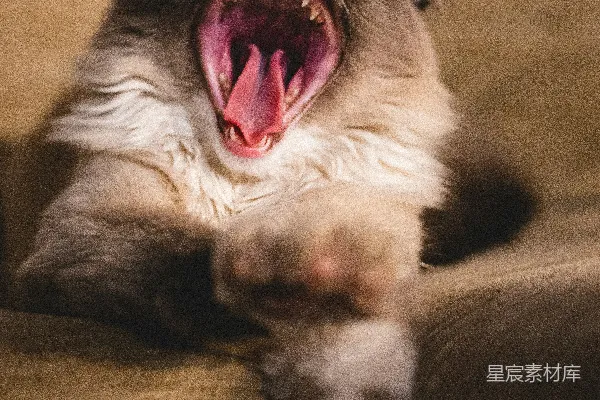 高清摄影 一只黑白相间的猫躺在棕色的布料上。