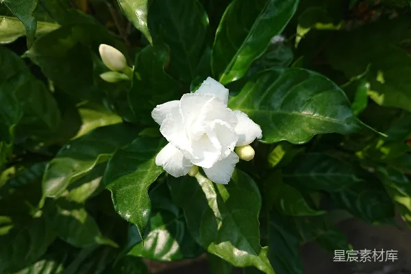 高清摄影 一枝白花在茂盛的绿叶中绽放。