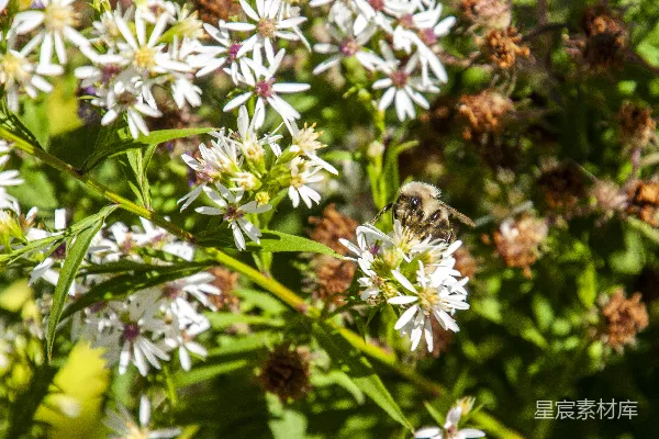 高清摄影 一只蜜蜂从白色的野花中采集花粉。