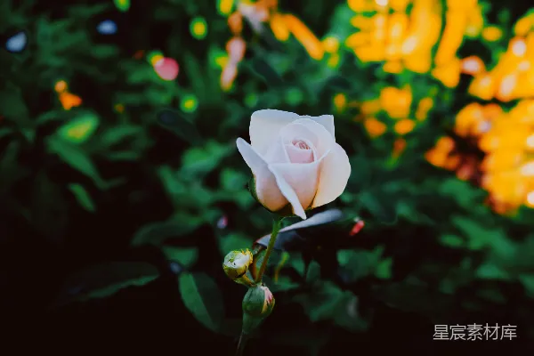 高清摄影 一朵白色的玫瑰在花丛中