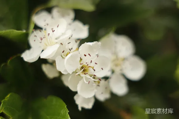 高清摄影 白花冬青花在绿叶的环绕下绽放。