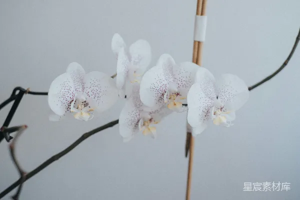 高清摄影 一朵花的特写，花在茎上。