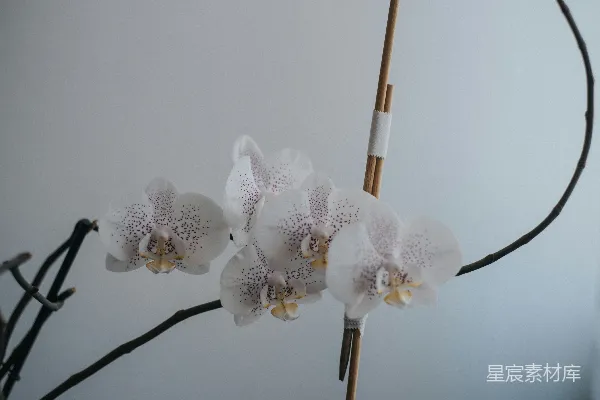 高清摄影 一株长长的白花在白墙前。