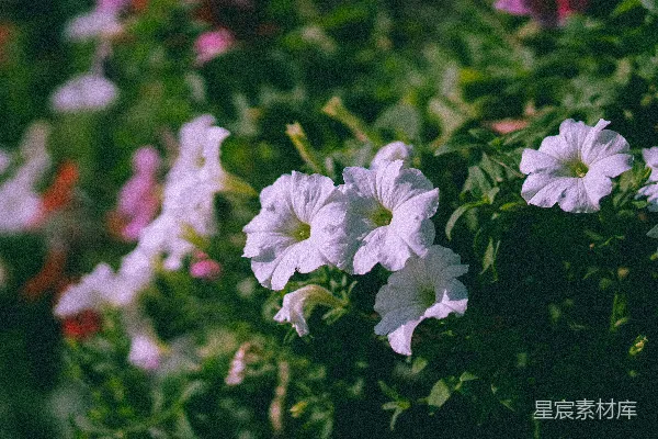 高清摄影 微移镜头中的白花