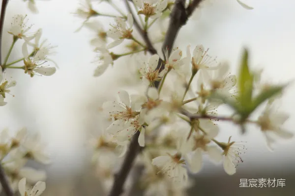 高清摄影 聚焦摄影中的白樱花盛开