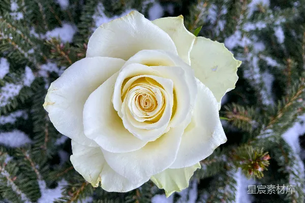 高清摄影 一朵白色的玫瑰，中心是黄色的，周围是雪。