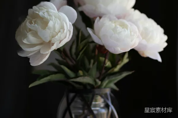 高清摄影 一个装满白色花朵的花瓶放在桌子上。