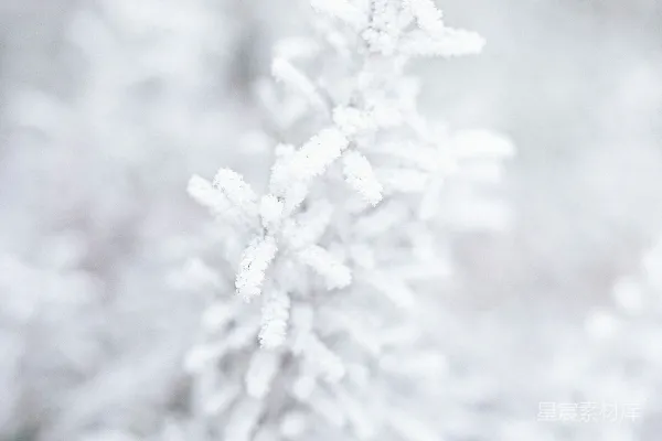 高清摄影 树枝上的白雪