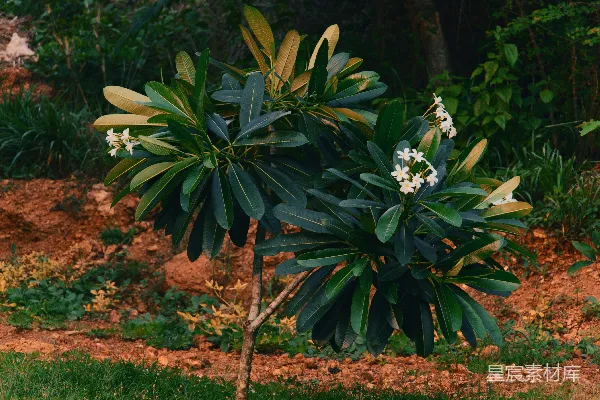 高清摄影 花园里的一棵开白色花的小树