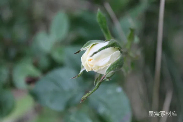 高清摄影 一朵带有绿色叶子的白色花朵在背景中。