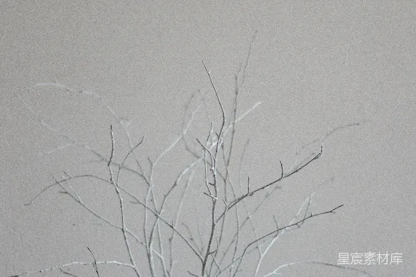 高清摄影 光秃秃的树在白色背景前