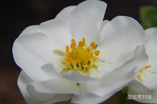 高清摄影 一朵带黄色中心的白花