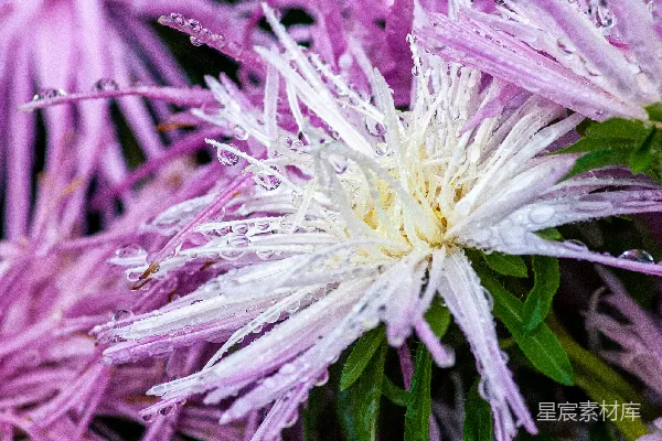 高清摄影 一束紫色花朵的特写
