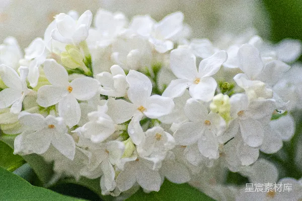 高清摄影 倾斜镜头下的白色花朵