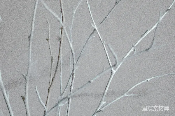 高清摄影 棕色的光秃秃的树枝在特写摄影中