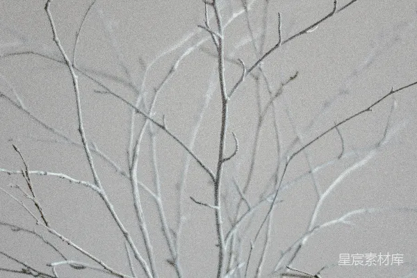 高清摄影 光秃秃的树在白茫茫的天空下