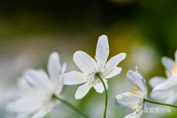 高清摄影 白色花瓣的花
