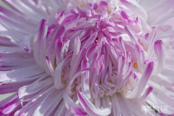 高清摄影 紫白花瓣的花