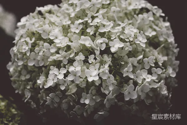 高清摄影 浅景深的白色花朵照片