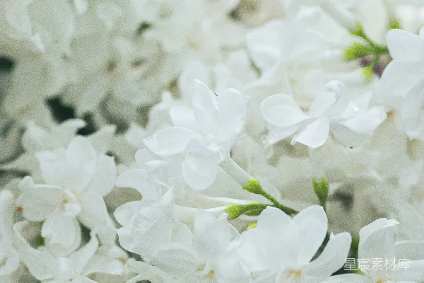 高清摄影 宏观拍摄的白色花朵
