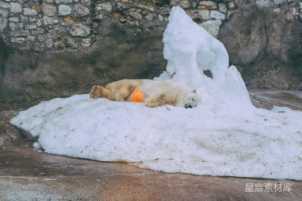 高清摄影 北极熊
