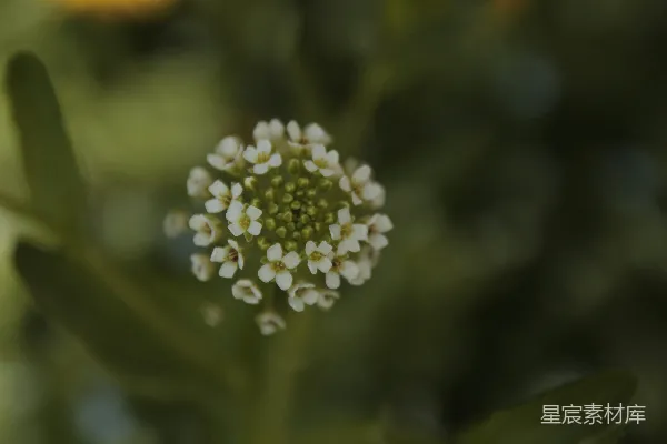 高清摄影 一朵小小的白色花的特写。