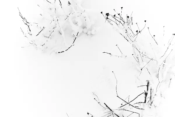 高清摄影 一张黑白照片，地上覆盖着积雪。