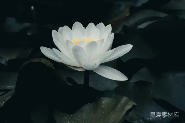 高清摄影 水中的一朵白花