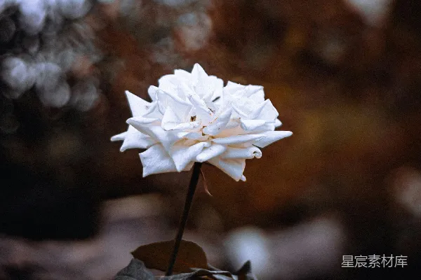 高清摄影 一朵白色的花，坐在一根树枝上。